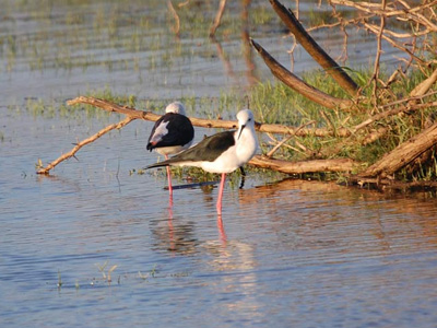 Bundala National Park