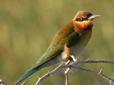 Bundala National Park