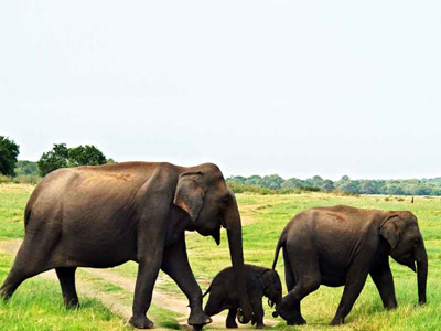 Kaudulla National Park