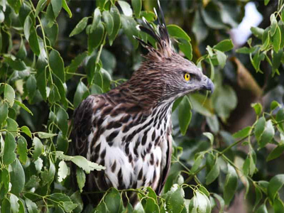 Minneriya National Park 