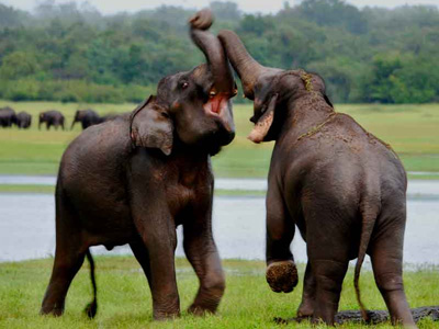 Minneriya National Park 