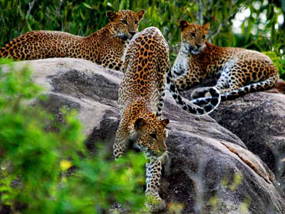 Wilpatthu National Park