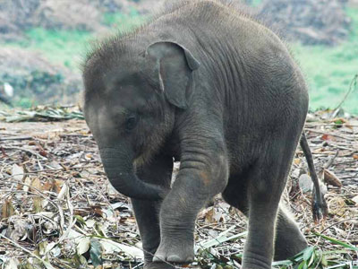 Elephant Orphanage