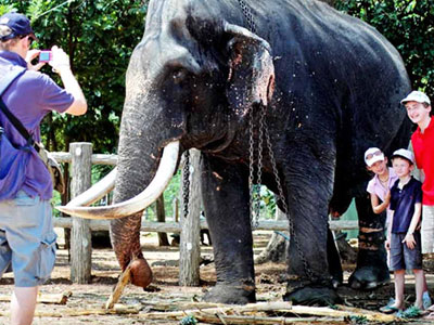 Elephant Orphanage